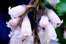 Flowers with Calyx and Corolla